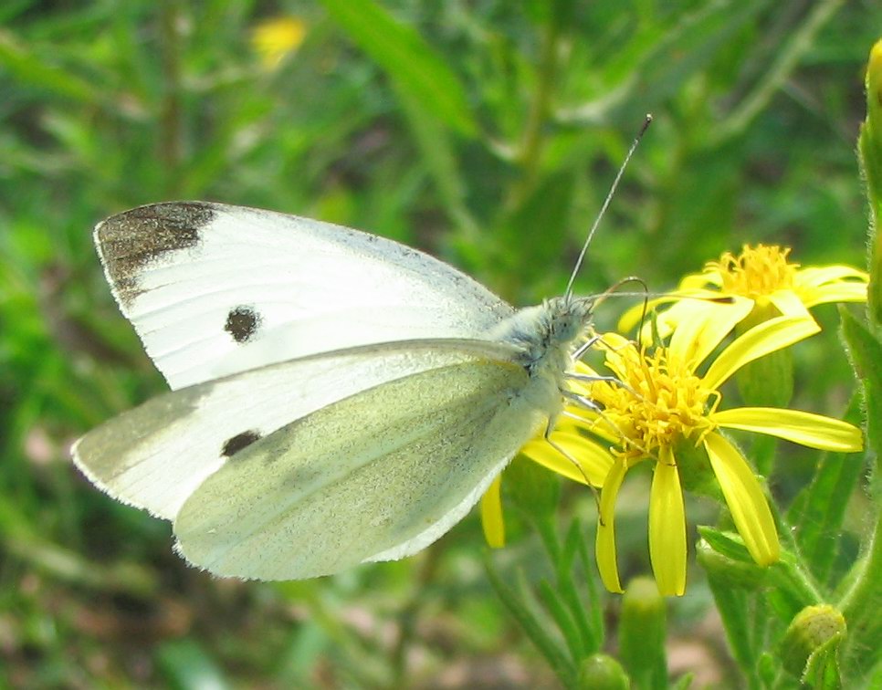 Pieris brassicae?
